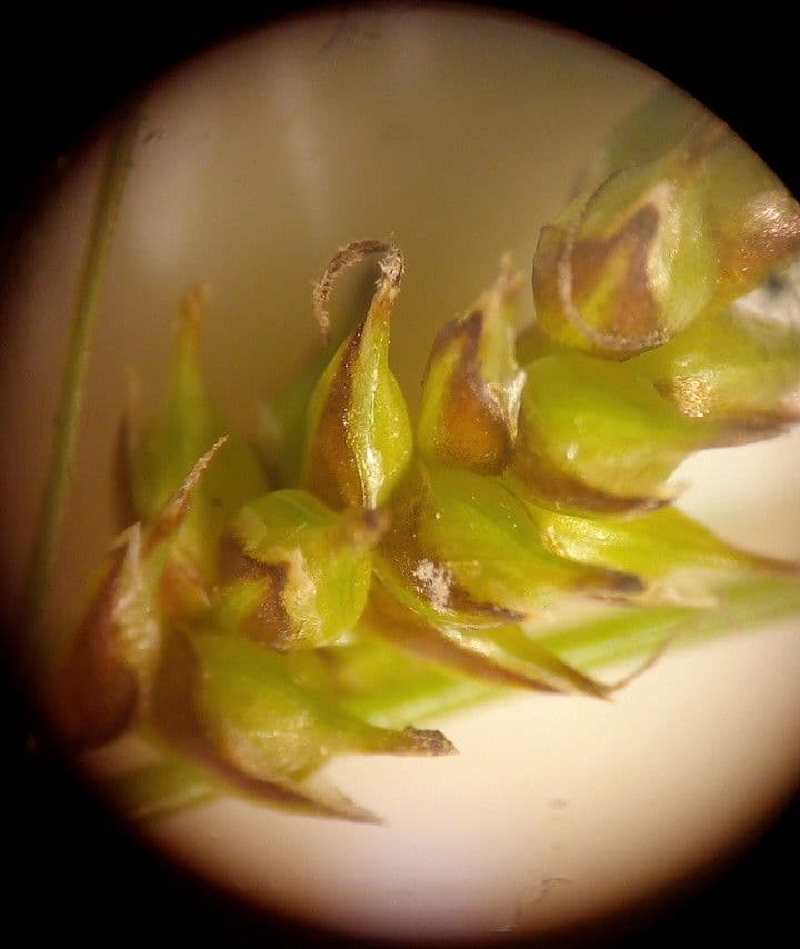 Carex liparocarpos 2
