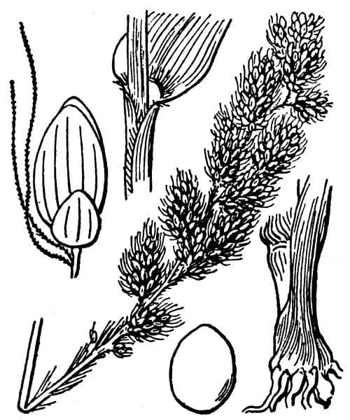 Panico 28