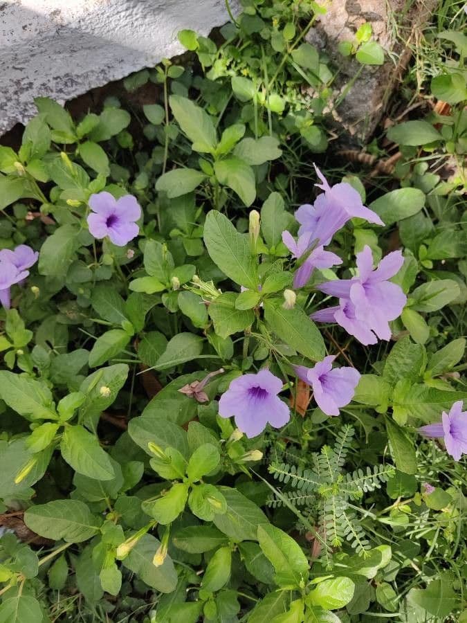 Ruellia tuberoso 8