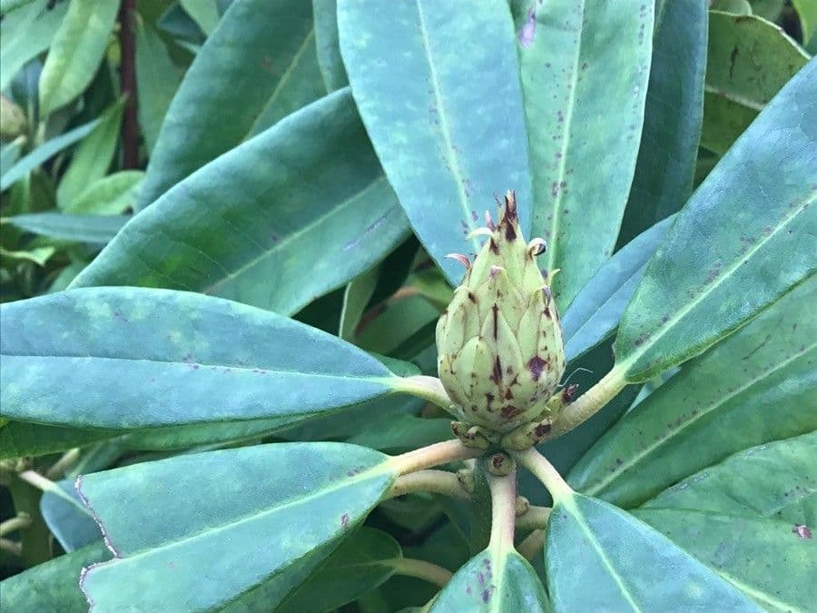 Rododendro massimo 26