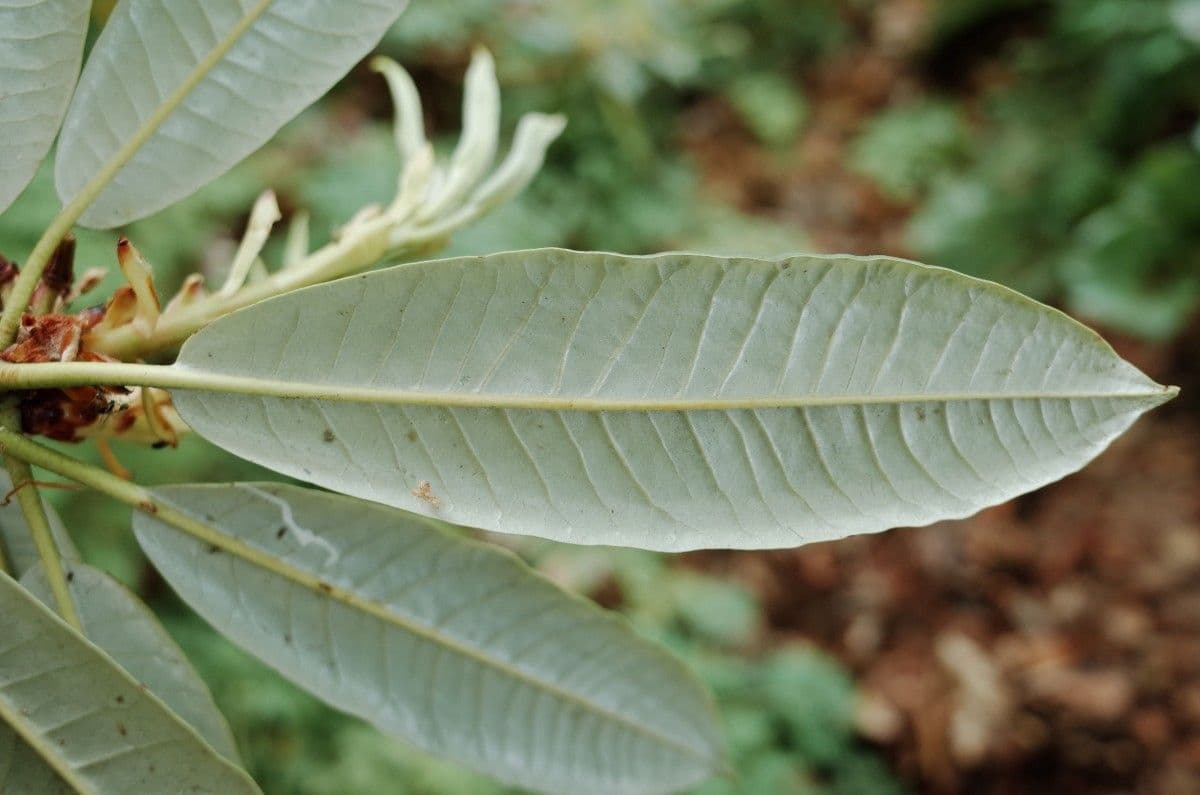 Rododendron stromovit
 19