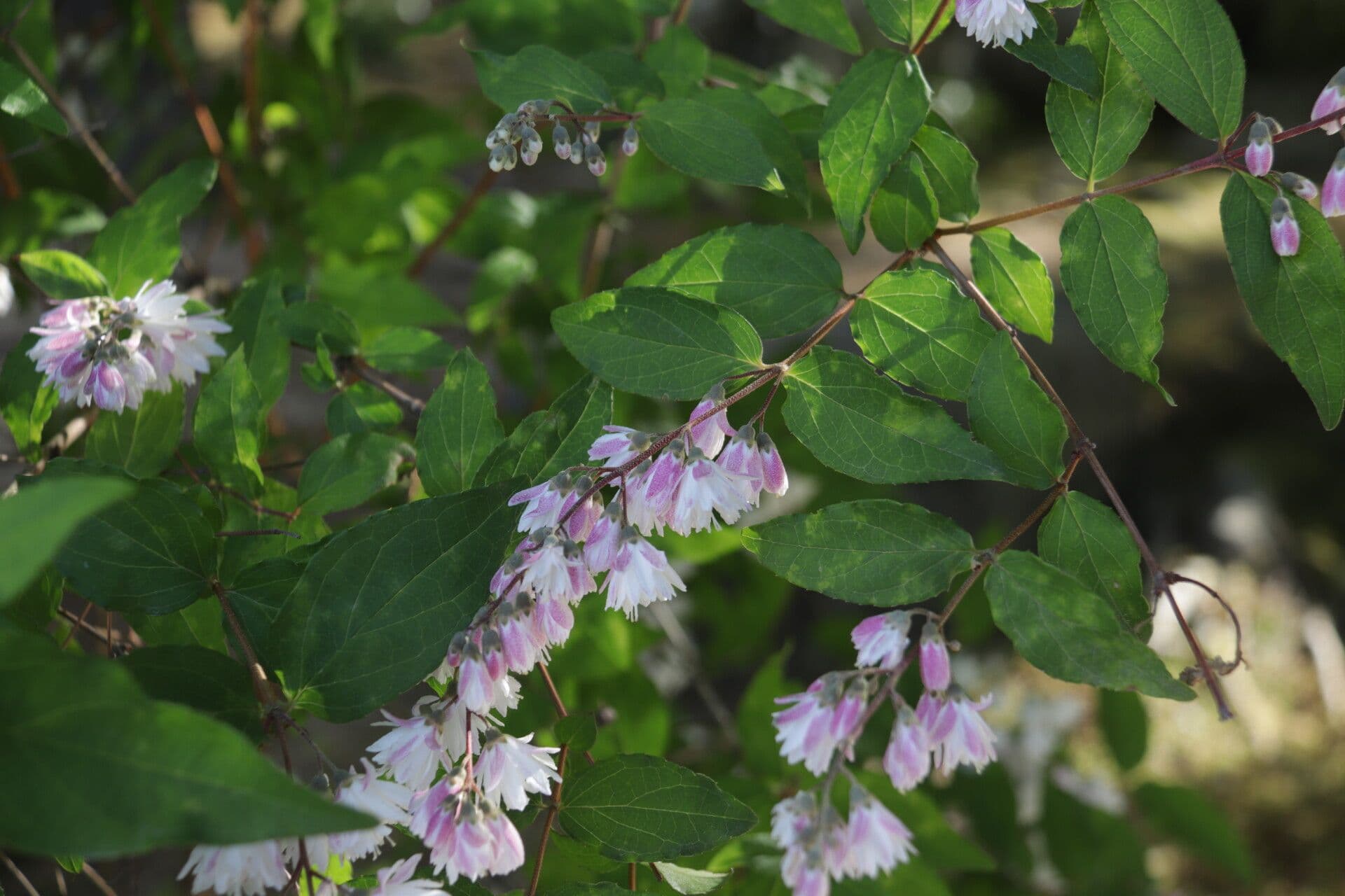 Deutzia 10