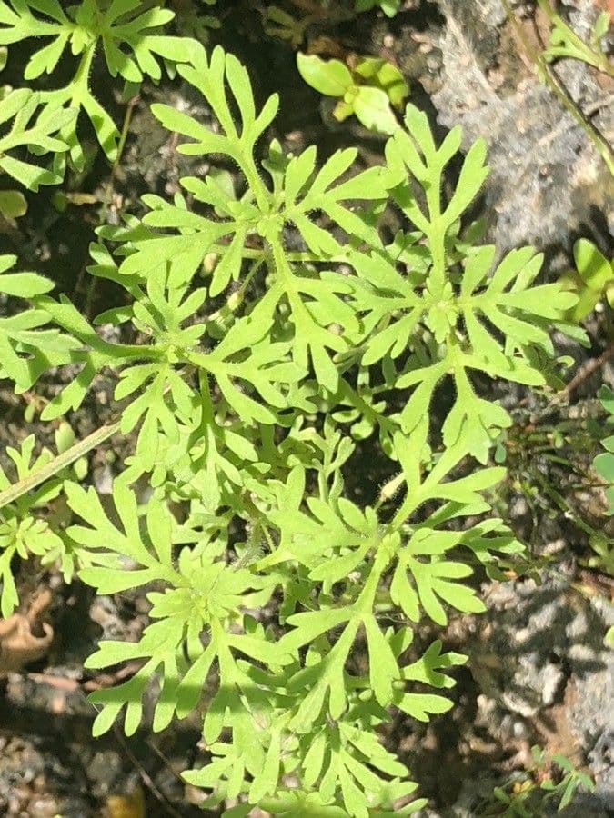 Leucospora multifida 8