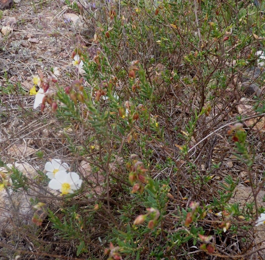 Helianthemum almeriense 10
