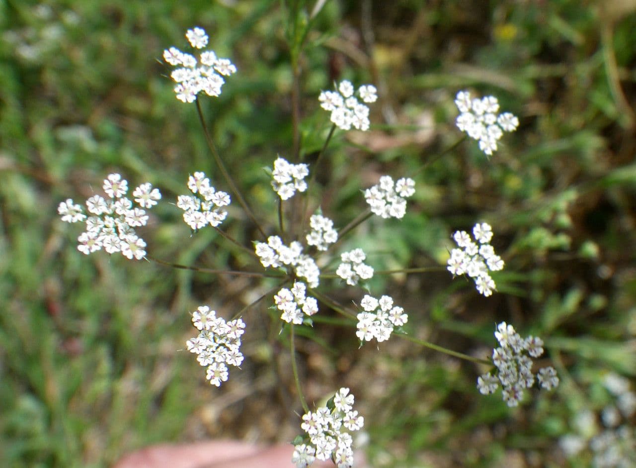 Ammoides pusilla 5