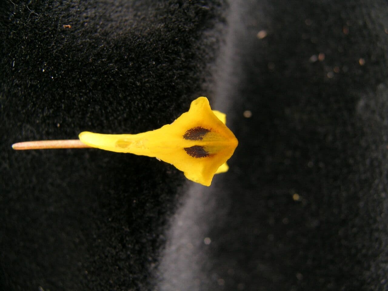 Fumaria 2