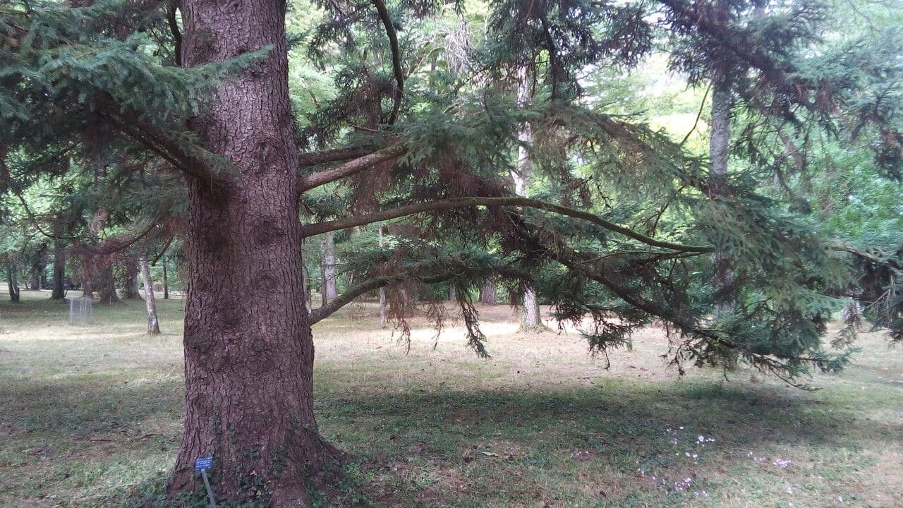 Abete di Alcock 3