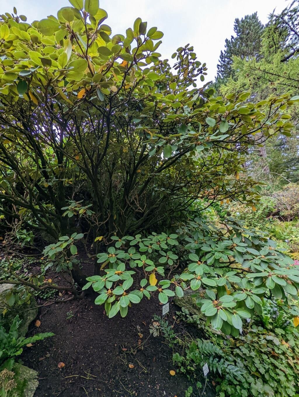 Rododendron Bureava 9