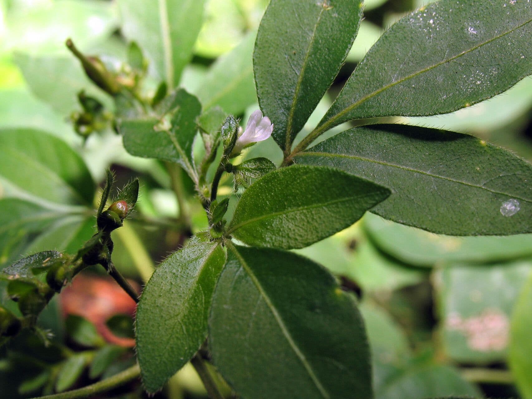 Ertela trifolia
