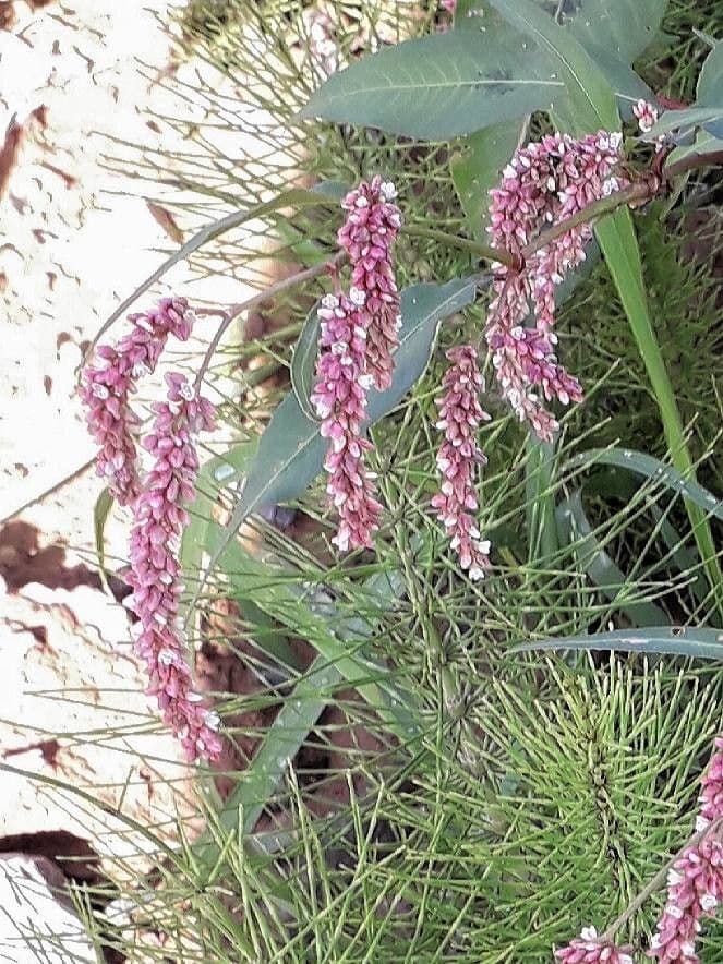 Persicaria de hoja de acedera 9