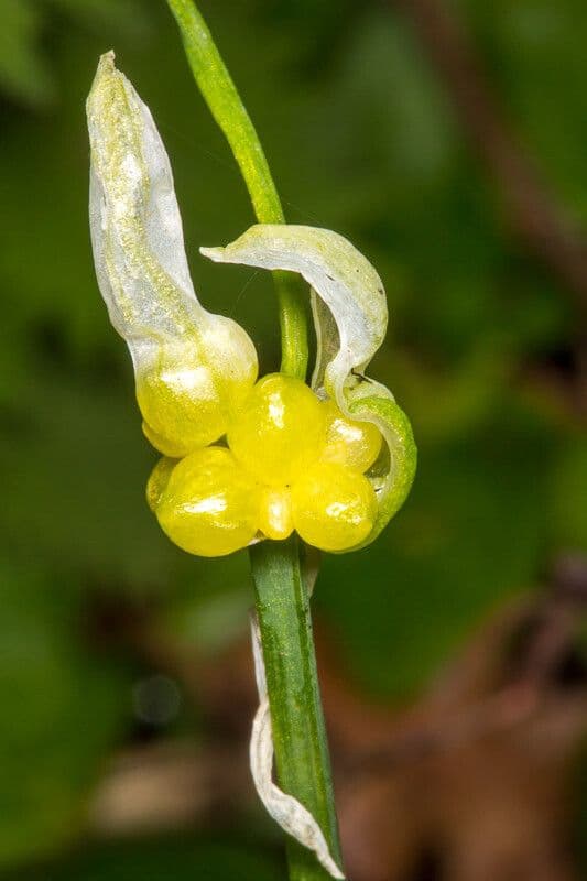 Aglio paradossale 4