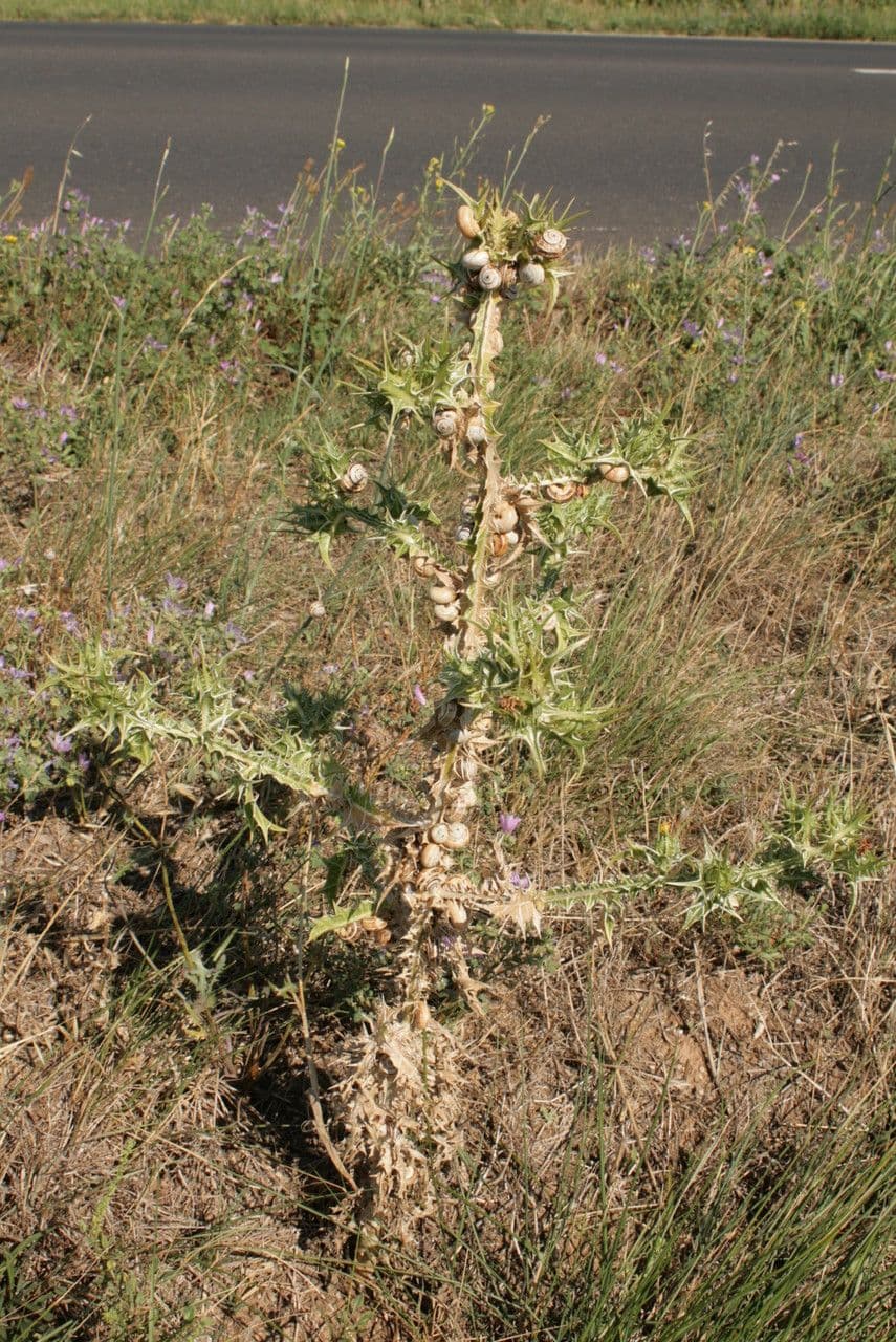 Girasole maculato 13