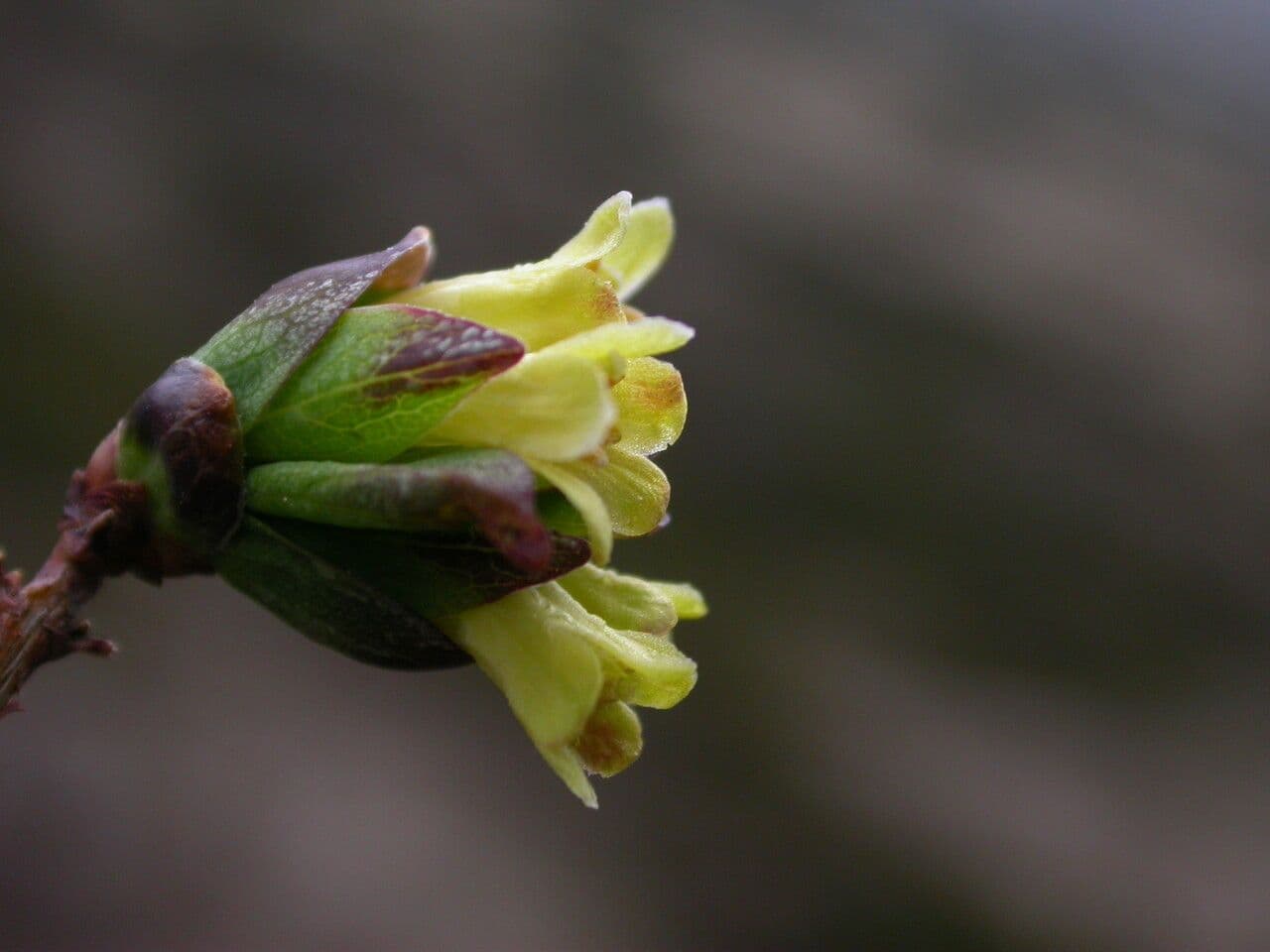 Caprifoglio 2