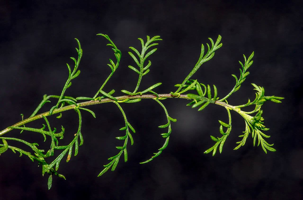 Chamomile-leaved Yarrow 14