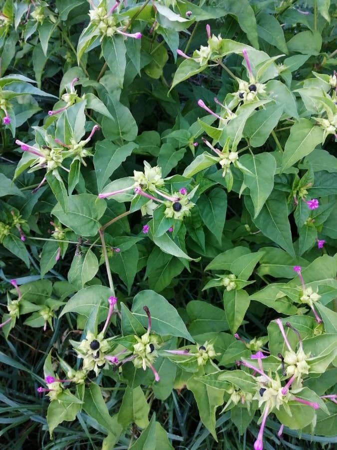 Wunderblume 29