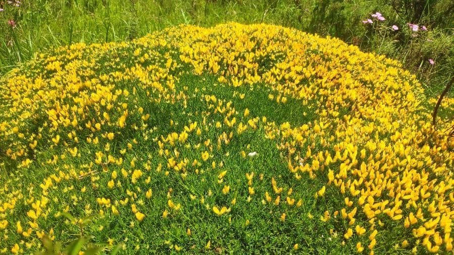 Echinospartum