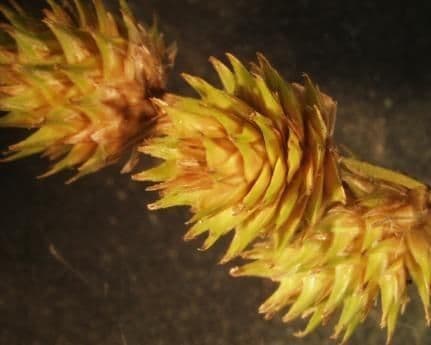 Carex molesta