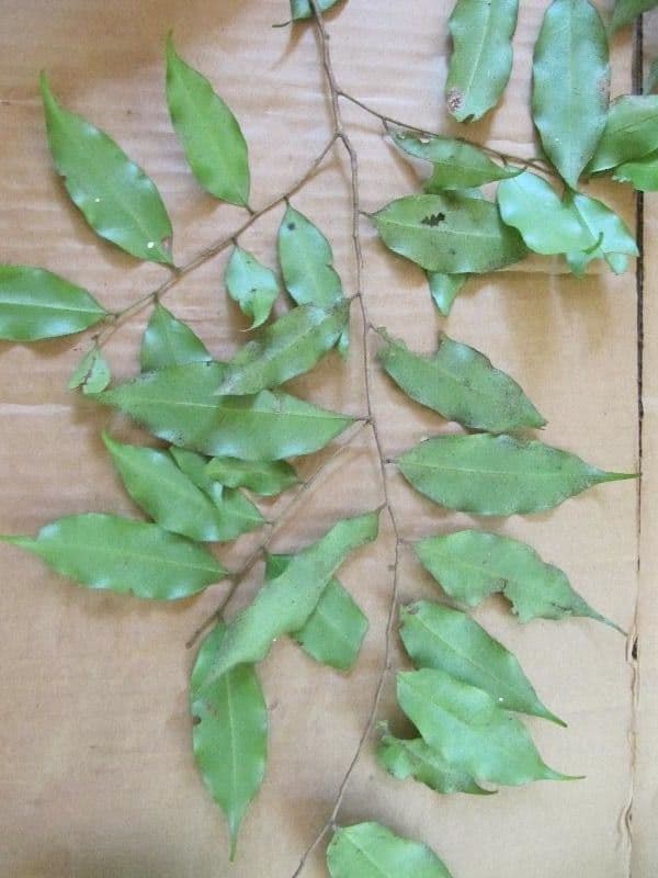 Hirtella 5