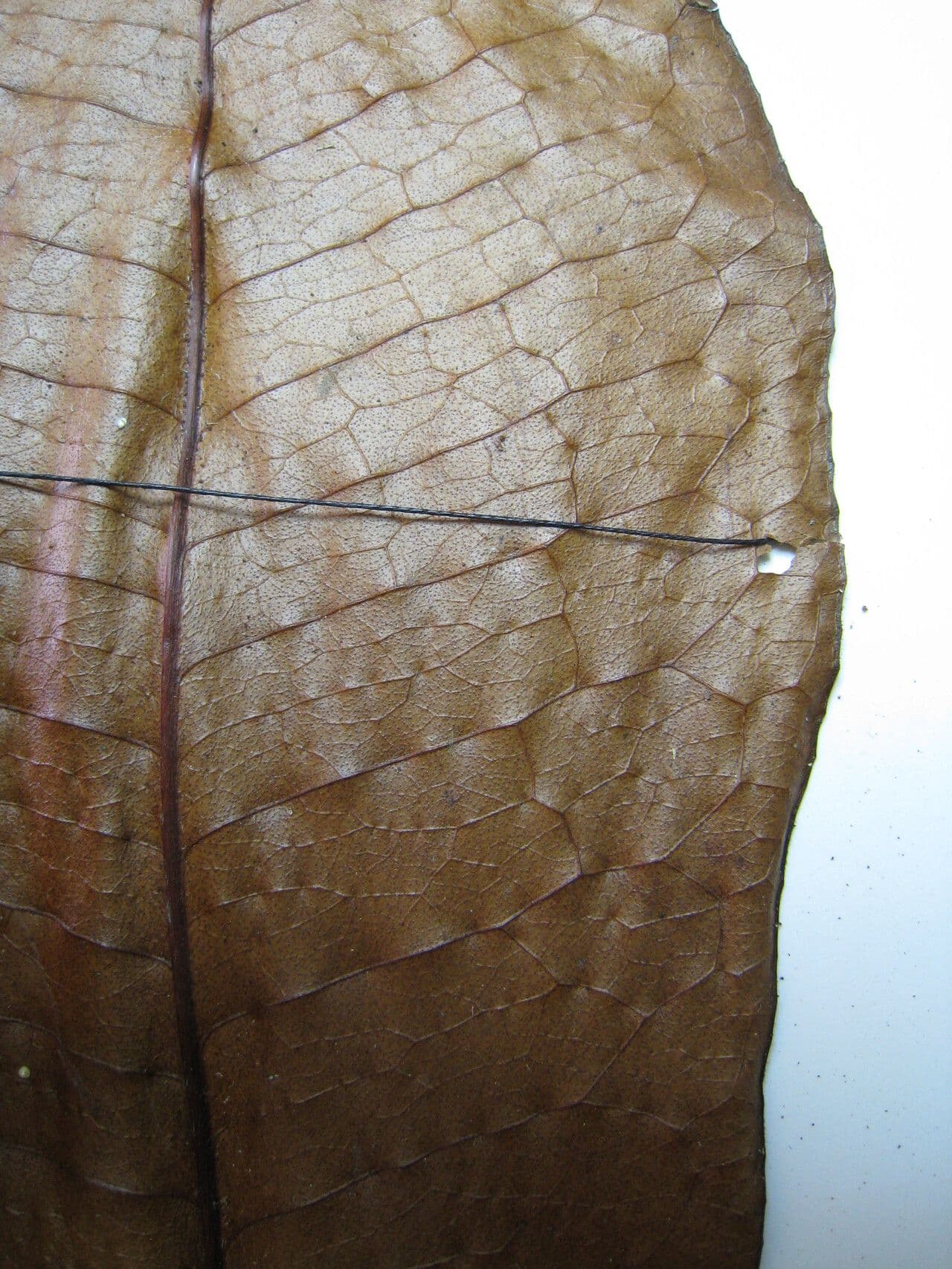 Casearia