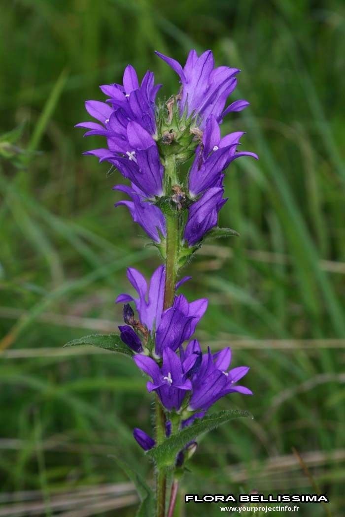 Campanula agglomerata 5
