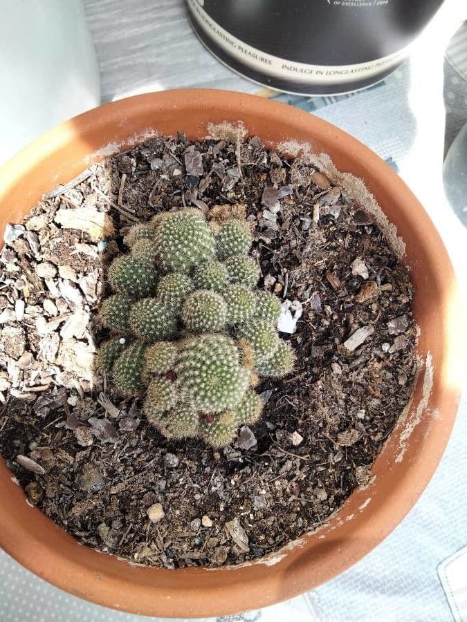 Mammillaria