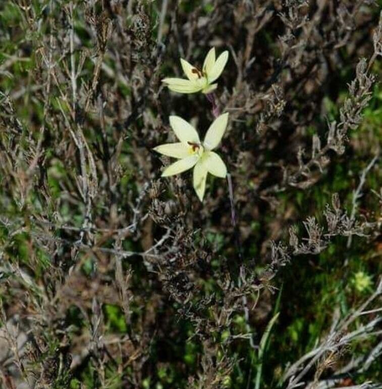 Orchidea antenna