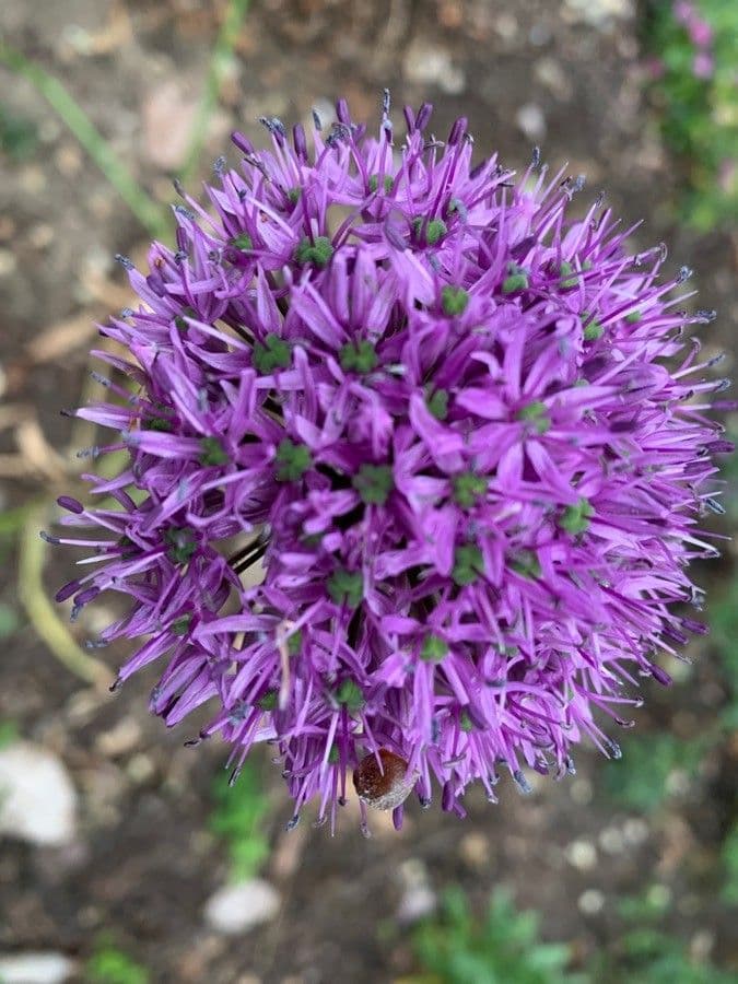 Aglio 10