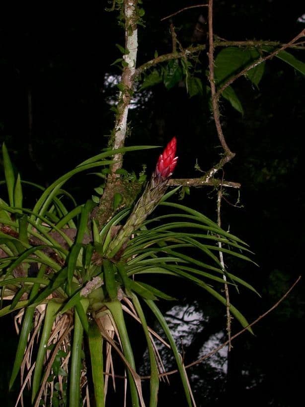 Guzmania monostachia 28