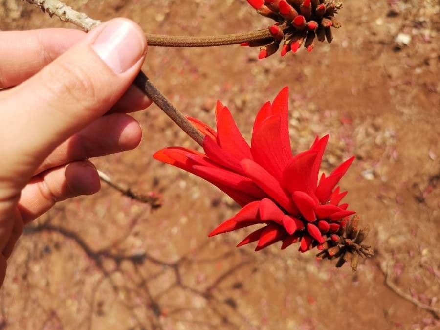 Albero corallo comune 9