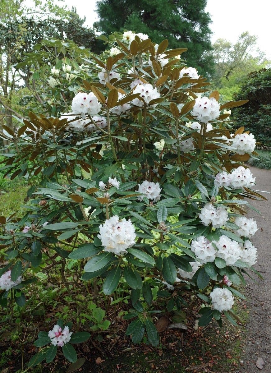 Rododendro 8