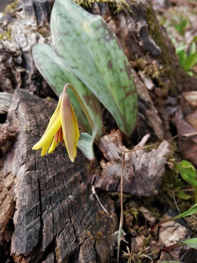 Érythrone d'Amérique 5