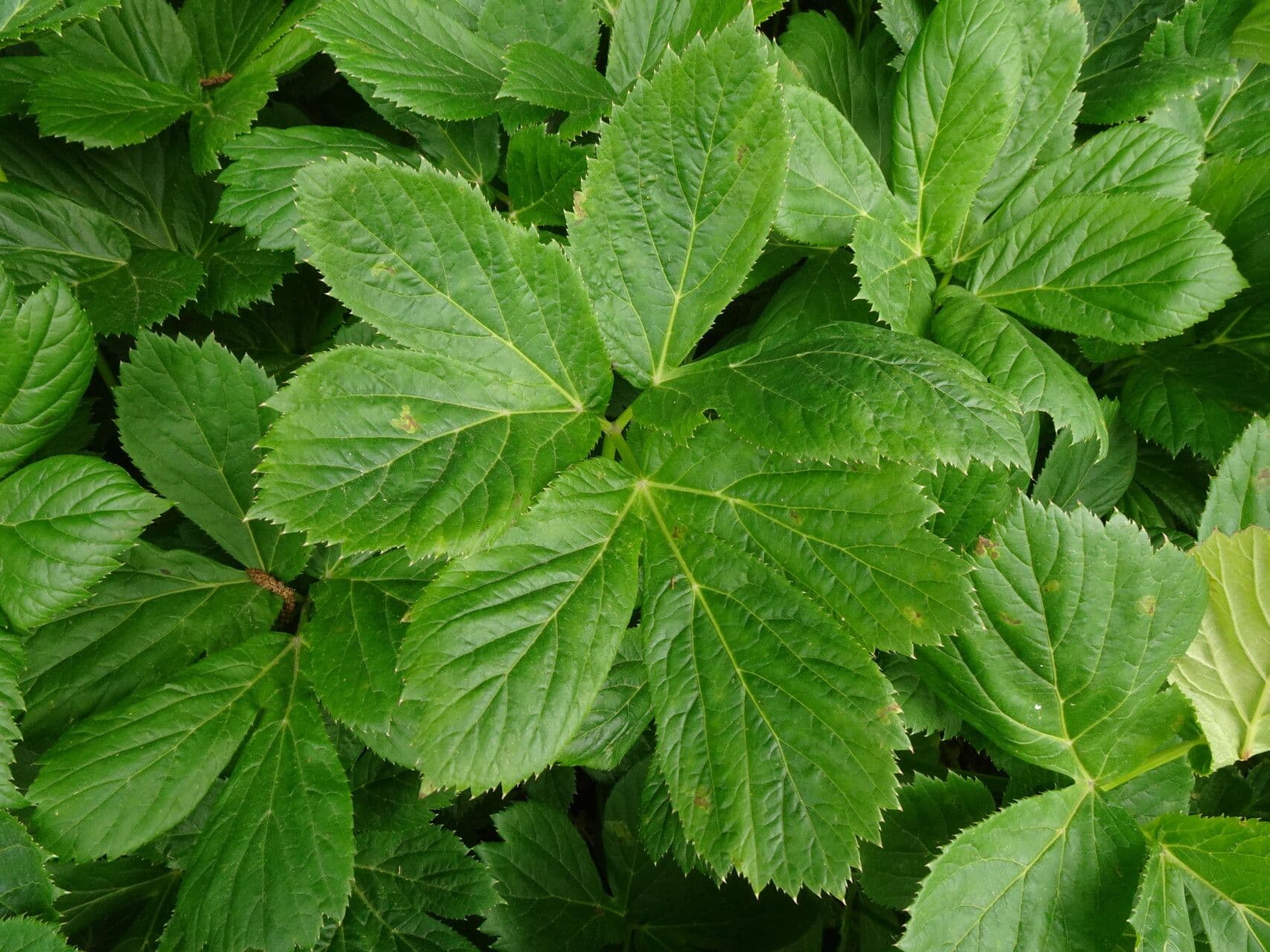 Meduňka lékařská 15