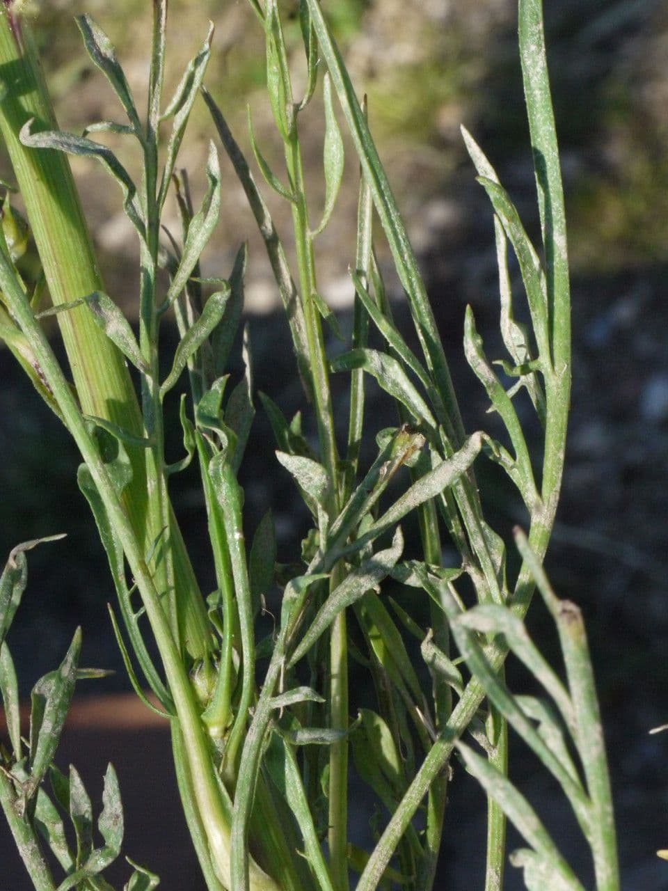 Säbel-Kratzdistel 28