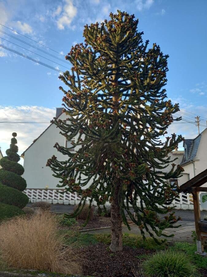 Aracauaria 14