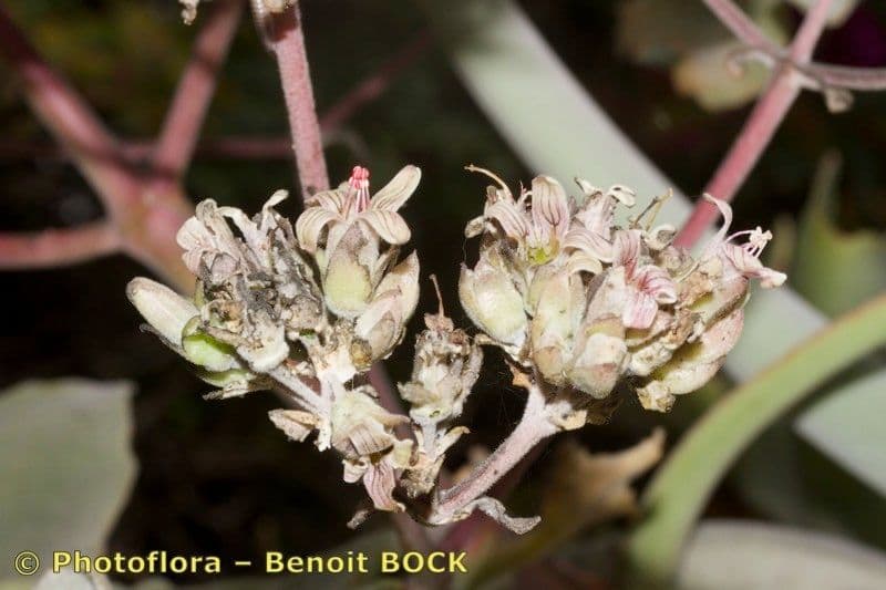 Donkey's ear 2