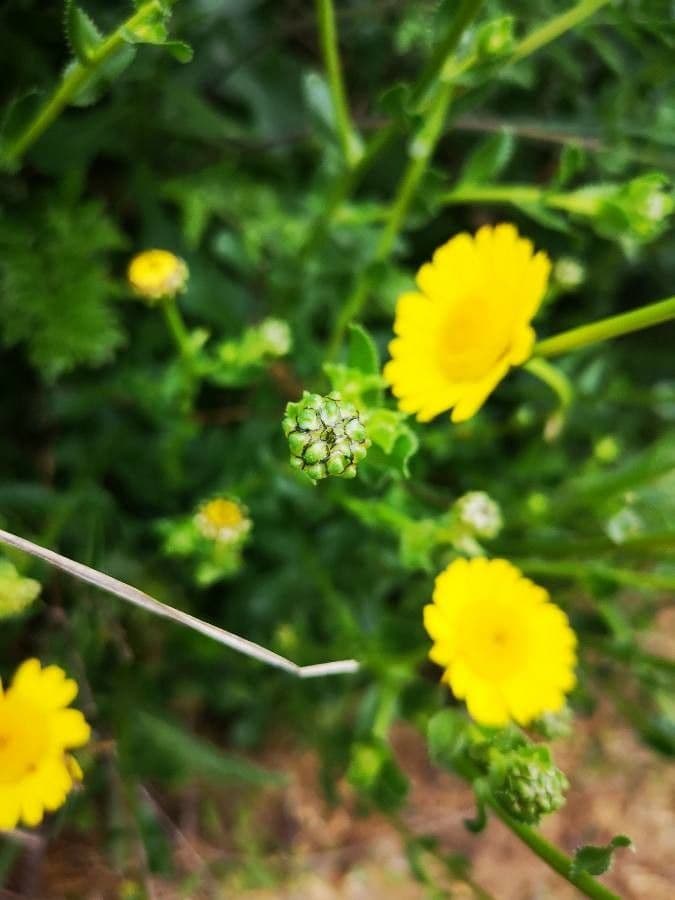 Saat-Wucherblume 22