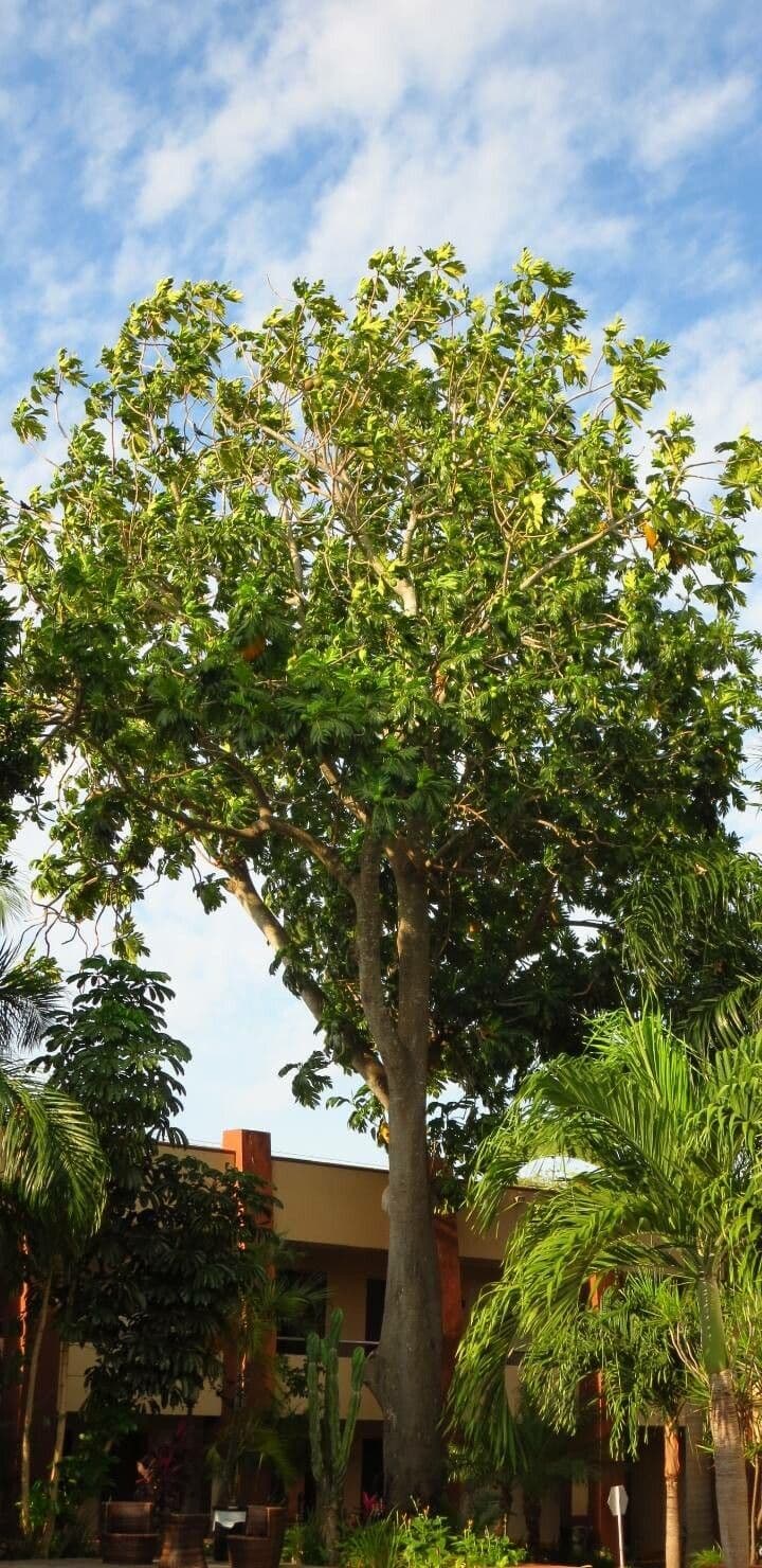 Albero del pane 14