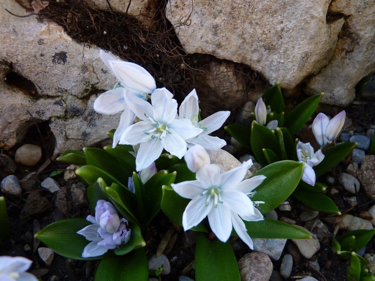 Scilla 4