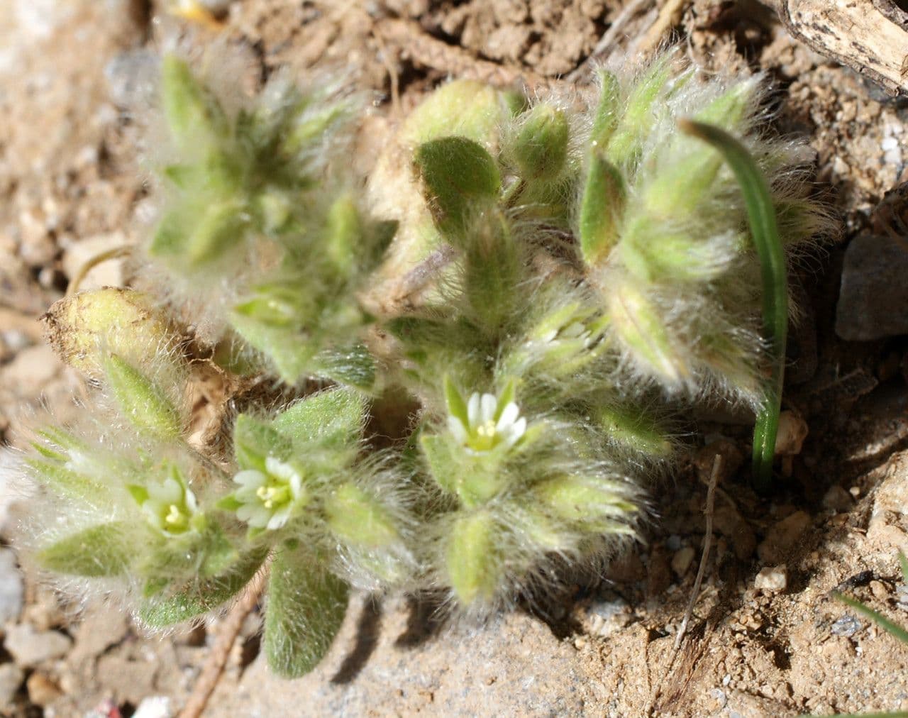 Centocchio peloso 8
