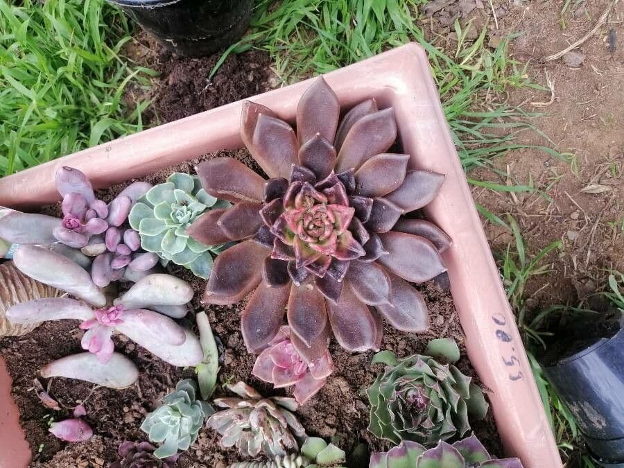 Echeveria 8