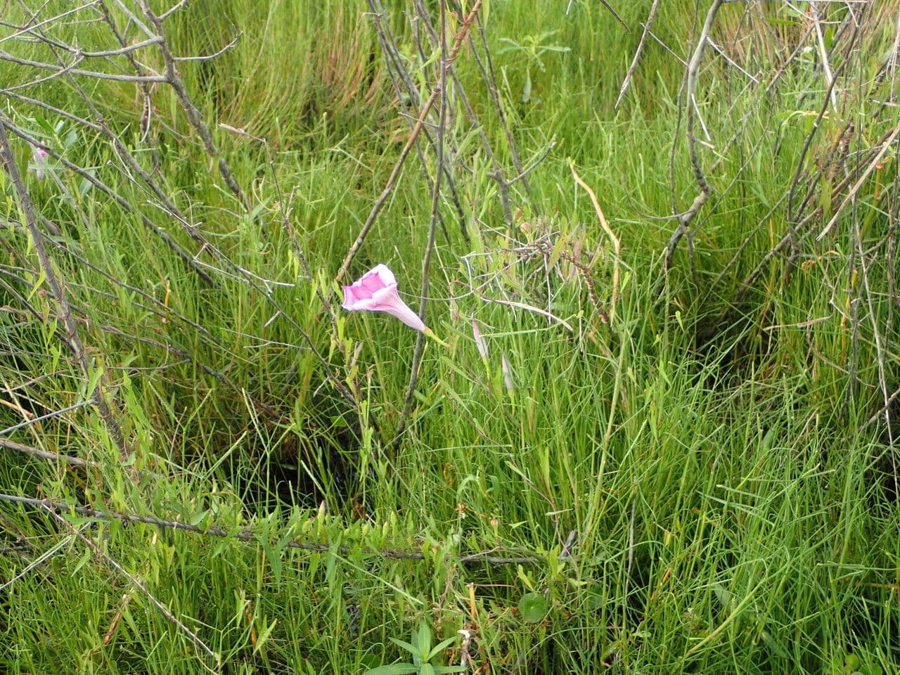 Ipomea 10