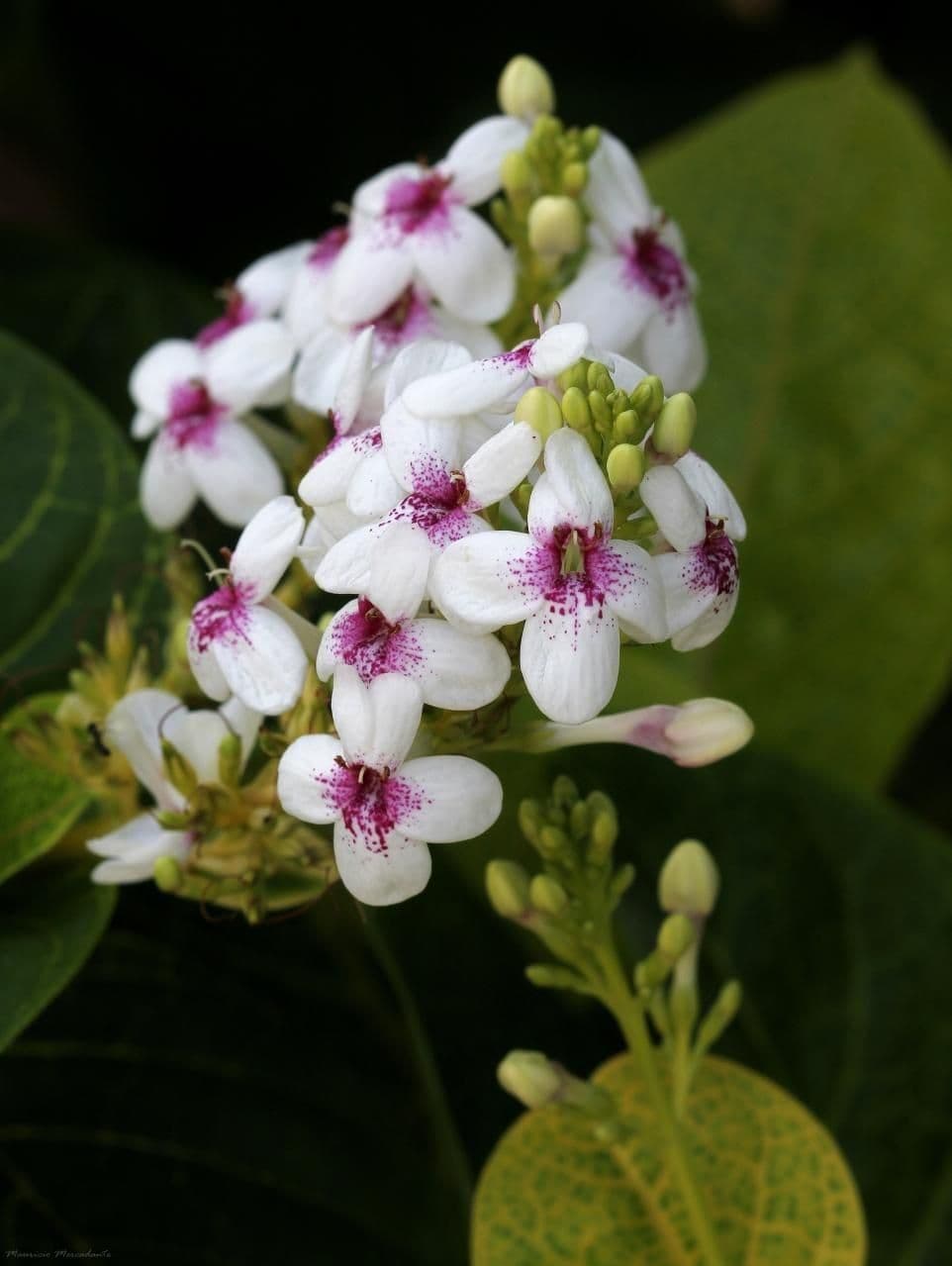 Pseuderanthemum 9