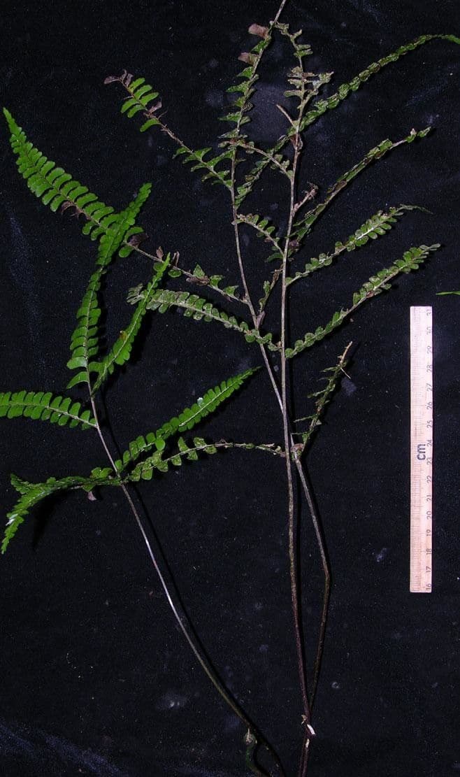 Lindsaea 4