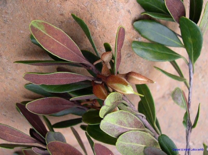 Planchonella a stilo sottile 5