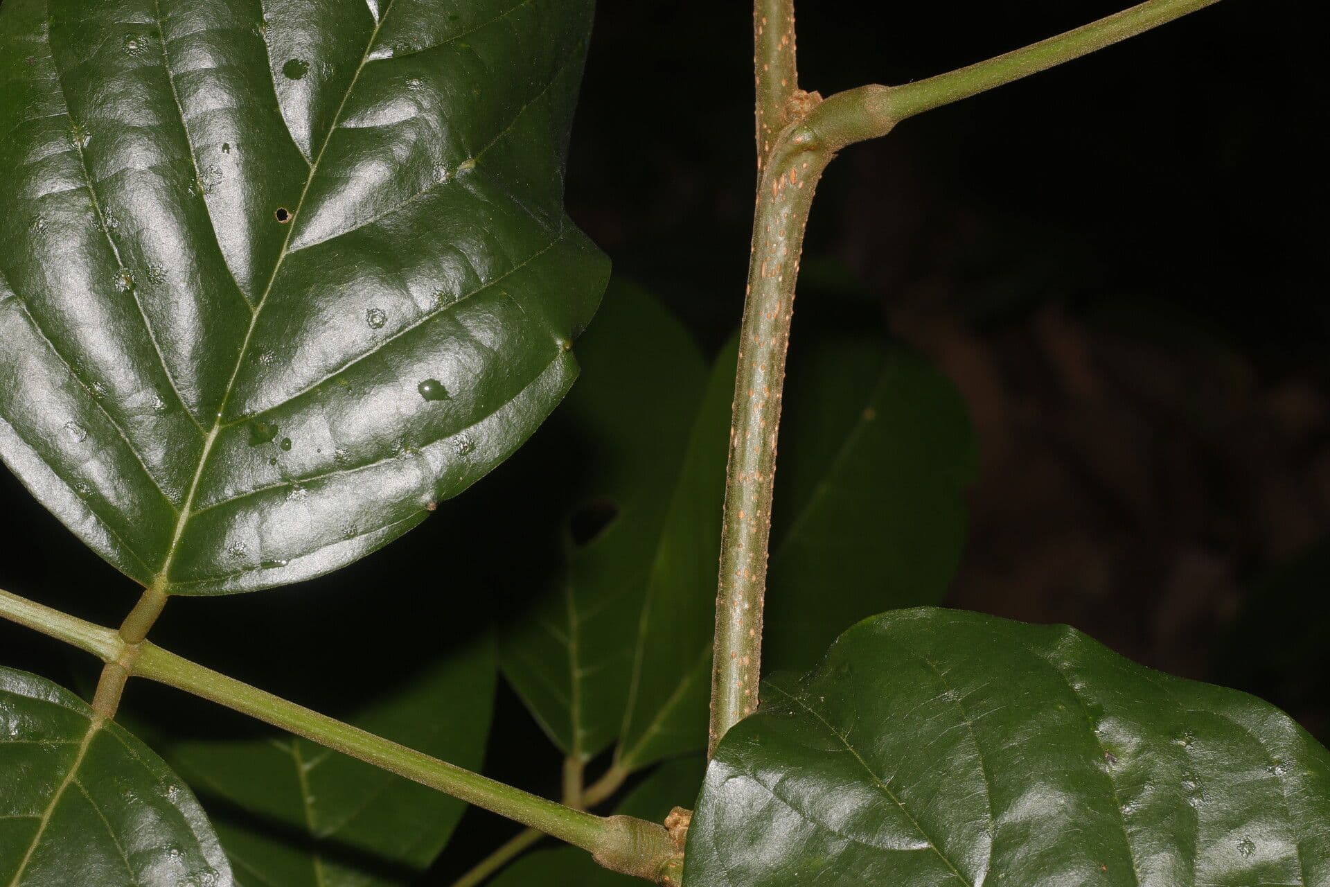 Lonchocarpus 11