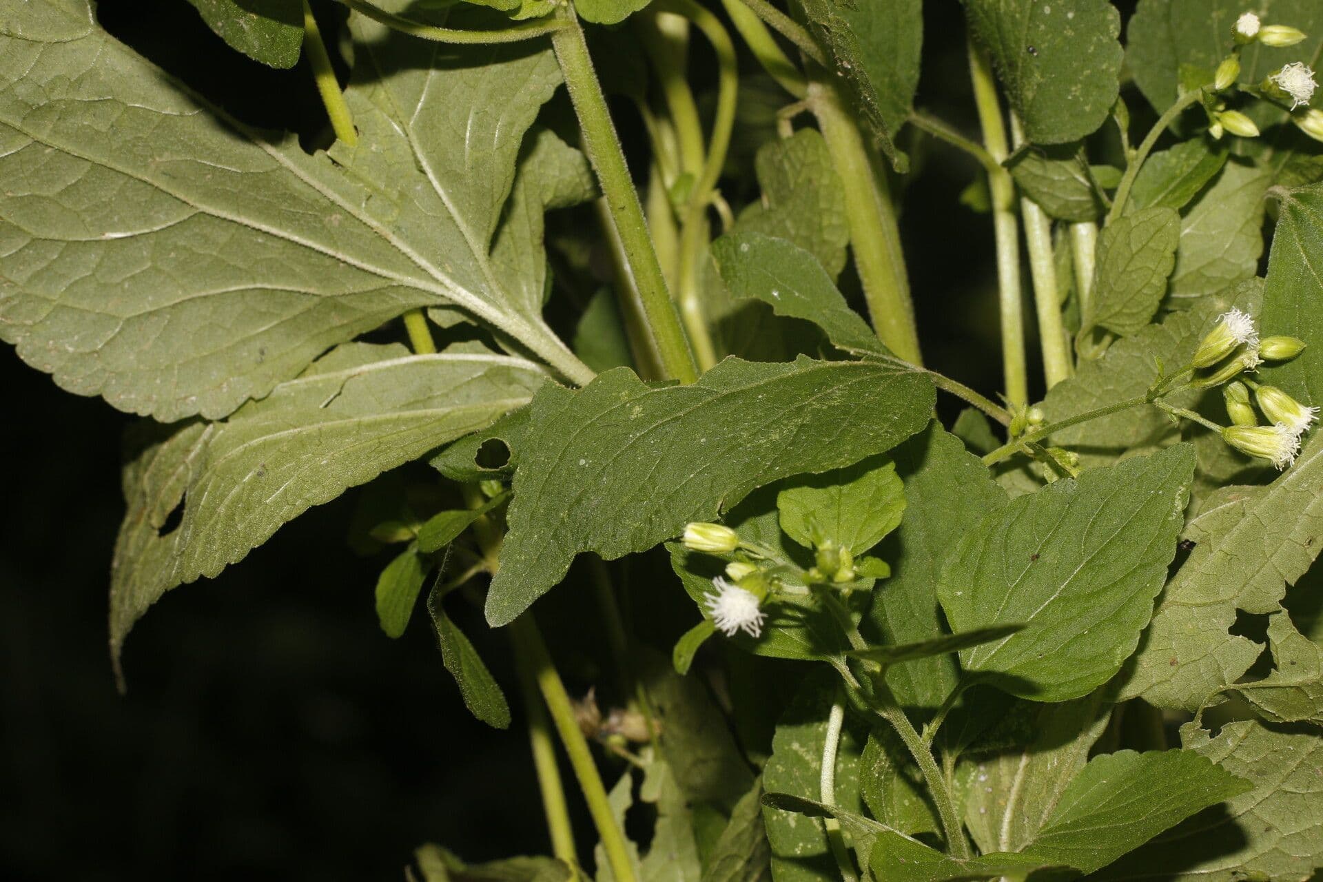 Fleischmannia 2