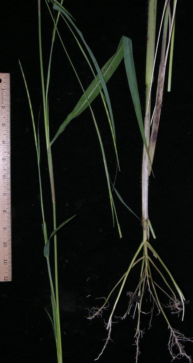 Rottboellia 17