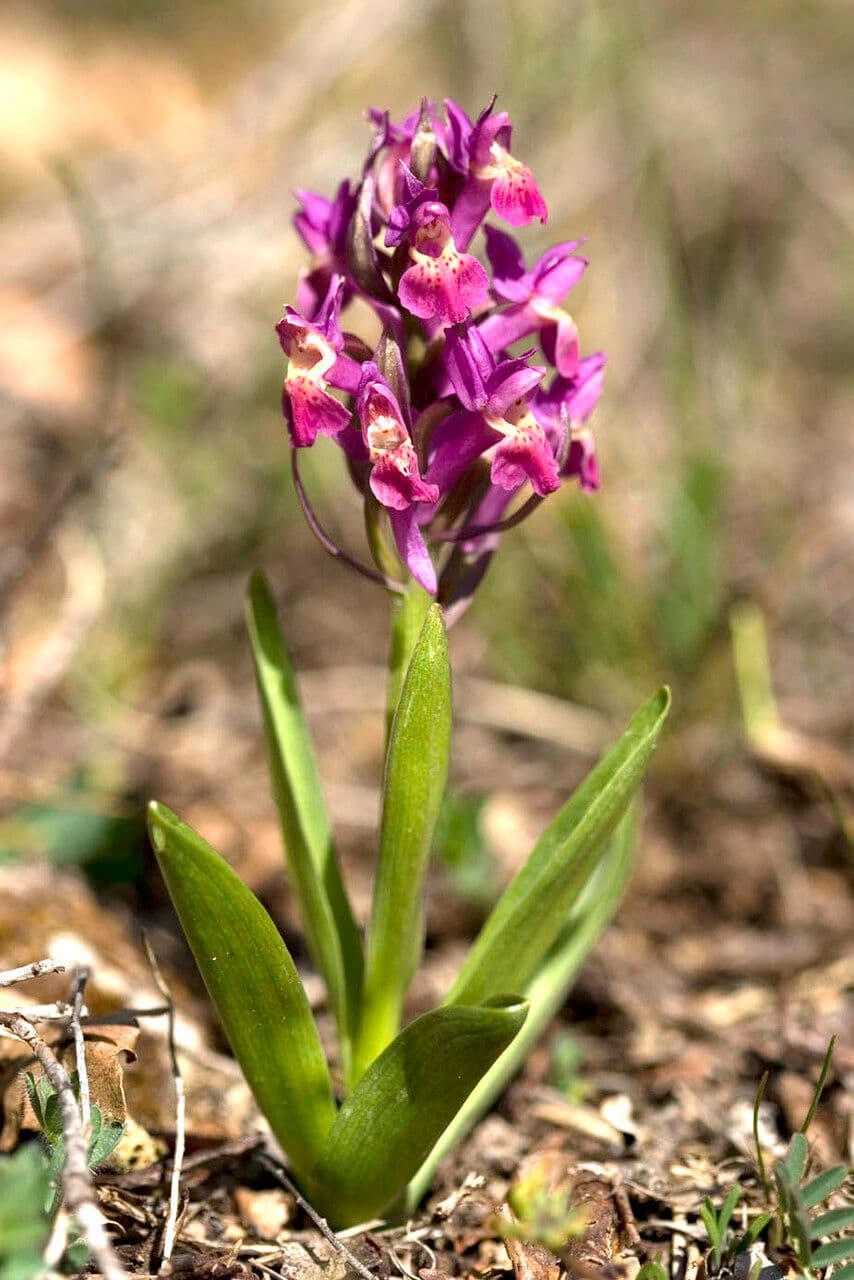 Orchide incarnata 4