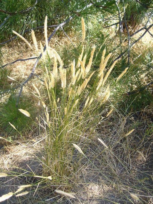 Gramigna crestata 12