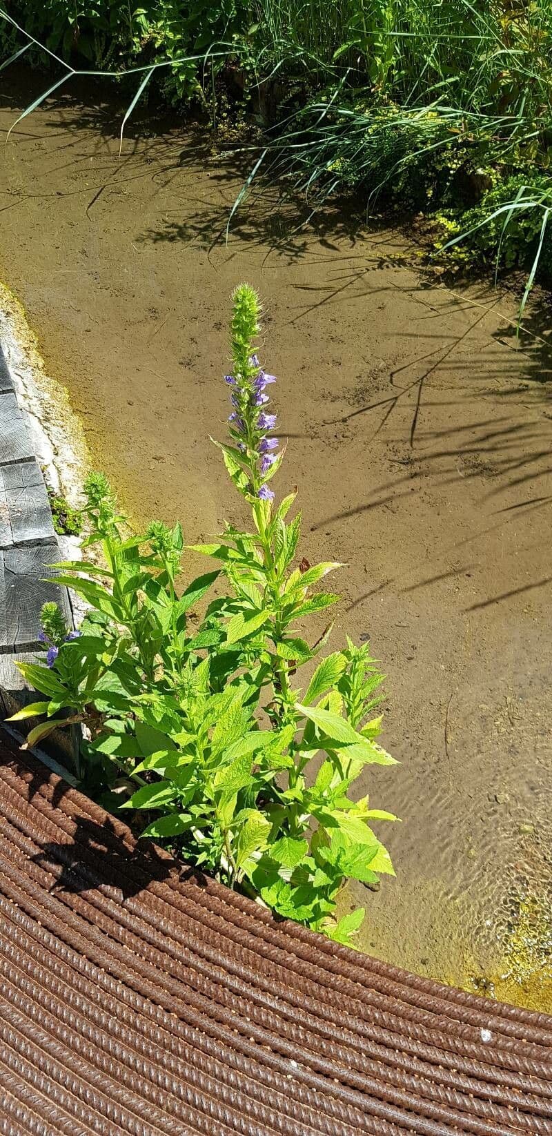 Lobelia blu 9